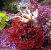 Gracilaria curtissae